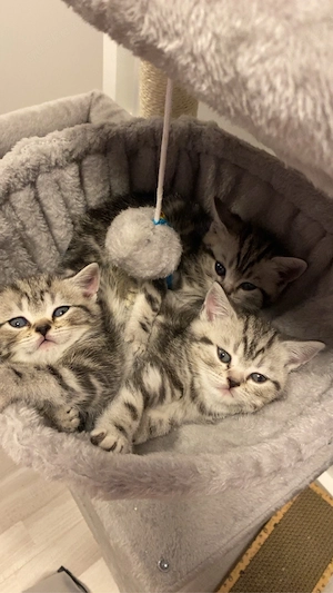 Reinrassige BKH kitten in Tabby