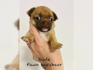 Wunderschöne, gesunde Chihuahua-Welpen suchen
