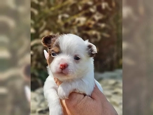 Winzige Chihuahua-Welpen mit liebenswertem Charakter