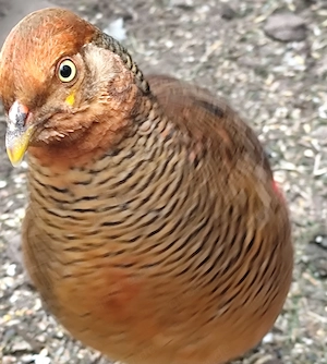 Gold Fasan und Peach Gold Fasan