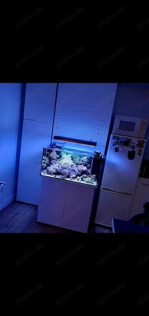 Meerwasser Aquarium 125l komplett 