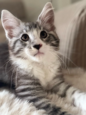 reinrassige Cooni Kitten 