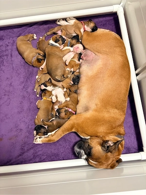 reinrassige boxerwelpen