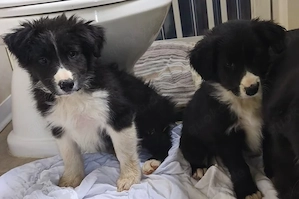 Border Collie Mix Rüde 3Mon Rüde vom Hundetrainer aus Kroatien  Bild 6