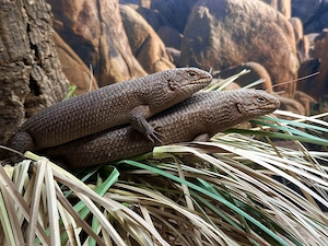 0.0.2 Egernia stokesii Stachelschwanzskink  Bild 2