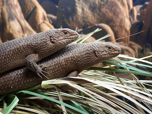 0.0.2 Egernia stokesii Stachelschwanzskink 