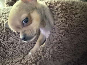 Mini Chihuahua 