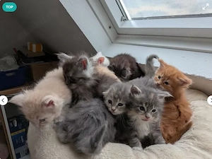 Maine Coon Kitten suchen ihr neues Zuhause Bild 2