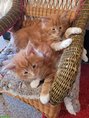 Maine Coon Kitten suchen ihr neues Zuhause