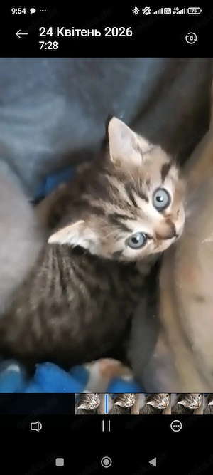 BKH reinrassig  Kitten Junge abholbereit grau blau  Bild 5