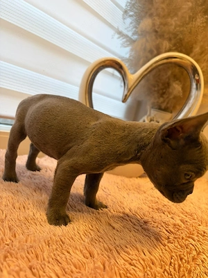 Französische Bulldoggen Welpen ein Weibchen sucht noch ein zuhause 
