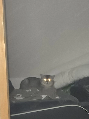 Zwei Britisch Kurzhaar Kater 