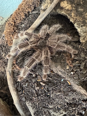0.1 Lasidora sp. difficilis