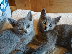 reinrassige Russisch blau Kitten