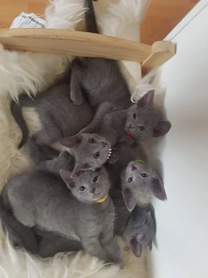 reinrassige Russisch blau Kitten