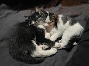 Katzen suchen neues zu Hause 