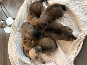Zauberhafte Pomchi-Welpen 