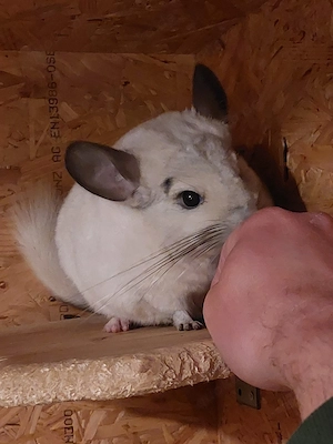 Chinchilla Weibchen 