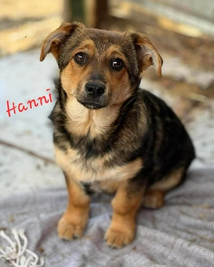 Hanni - kleines Hundekind sucht liebevolles Zuhause 