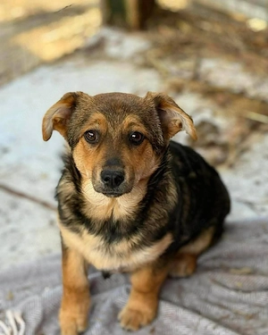 Hanni - kleines Hundekind sucht liebevolles Zuhause  Bild 3