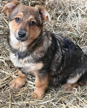 Hanni - kleines Hundekind sucht liebevolles Zuhause  Bild 5