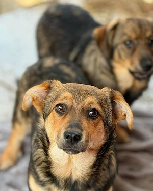 Hanni - kleines Hundekind sucht liebevolles Zuhause  Bild 2