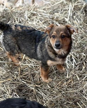 Hanni - kleines Hundekind sucht liebevolles Zuhause  Bild 4