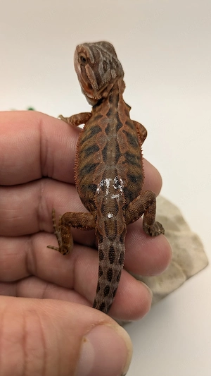 translucent Dark Red Leatherback 0.1 Red Monster 