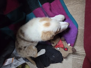 Karlo Border Collie