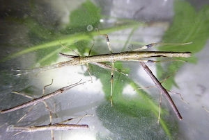 Stabschrecken Nuichua rabaeyae Vietnam Phasmiden Insekten 20x