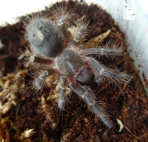 Grammostola pulchripes 2cm KL