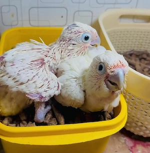 Reservieren Sie noch heute Ihr Baby Goffin-Kakadu