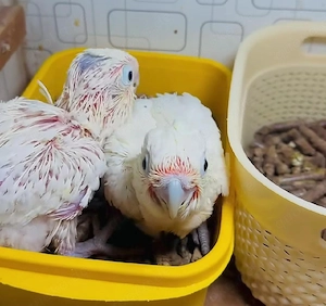 Reservieren Sie noch heute Ihr Baby-Schirmkakadu