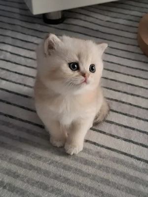 BKH-Kitten  Kätzchen 