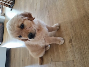Reinrassige golden retriver welpe 8 Wochen 