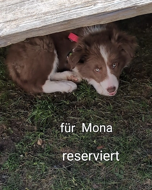  Reinrassige Bordercollie Welpen zu verkaufen 