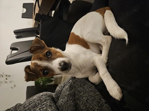 Jack Russell Rüde 7 Monate jung