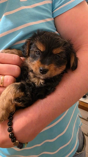 Süße kleinbleibende Maltipoo (Malteser-Pudel) - Yorkshire Terrier Welpen (Hündinnen)