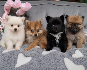 Zauberhafte Pomeranian-Welpen suchen ein liebevolles Zuhause   