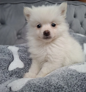 Zauberhafte Pomeranian-Welpen suchen ein liebevolles Zuhause   