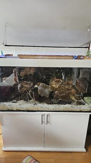 Meerwasser Aquarium komplett 