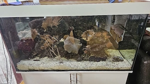 Meerwasser Aquarium komplett 