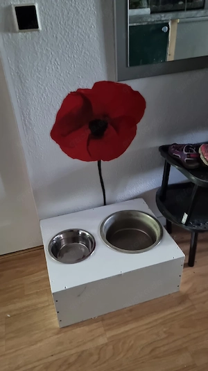 Husky welpen gesuchte 