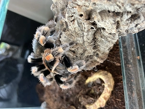 0.1. Brachypelma hamorii adult Vogelspinne
