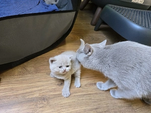 Süße British-Kurzhaar-Kitten suchen ein liebevolles Zuhause Bild 6
