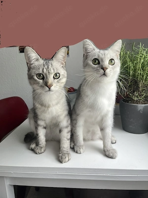 BKH Kitten Tabby suchen liebevolles Zuhause in Düsseldorf und Umgebung