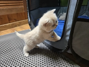 Süße British-Kurzhaar-Kitten suchen ein liebevolles Zuhause Bild 3