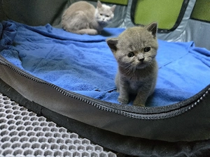 Süße British-Kurzhaar-Kitten suchen ein liebevolles Zuhause Bild 4