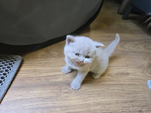 Süße British-Kurzhaar-Kitten suchen ein liebevolles Zuhause Bild 2