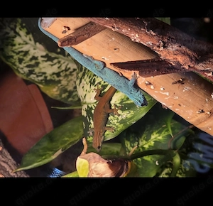 Lygodactylus Williamsi Pärchen